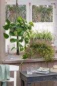 Ivy (Epipremnum pinnatum), green lily (Chlorophytum comosum), wire shrub (Muehlenbeckia axillaris) at window