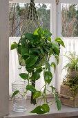 dragon tail plant (Epipremnum pinnatum) in hanging baskets at the window