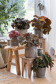 Trout begonia, and various leaf begonias in pots as indoor decoration