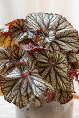 Leaf begonia (Begonia rex) 'Jungle Jewels' in pot, top view