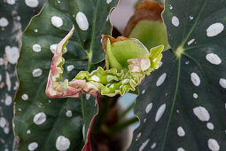 A polka dot begonia leaf unfurling (Begonia maculata), detail