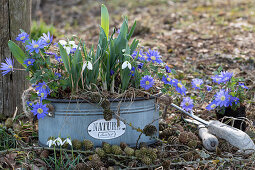 Balkan-Windröschen (Anemone blanda), und Schneeglöckchen (galanthus) in Blechwanne, Frühjahrsblumen im Garten