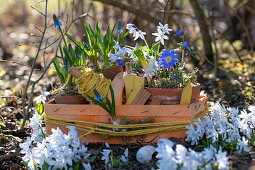 Coneflower, Puschkinia scilloides, Balkan anemone (Anemone blanda), grape hyacinths (Muscari), spring flowers in the garden