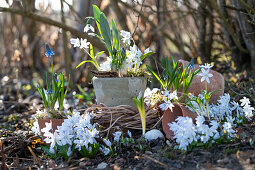 Snowdrops (galanthus), sprtriped squill, Pushkinia (Puschkinia scilloides), grape hyacinths (Muscari), spring flowers in the garden
