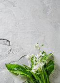 Wild garlic in bloom on a white stone background