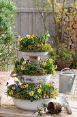 Etagere with horned violets (Viola cornuta), grape hyacinths (Muscari), Balkan anemone (Anemone blanda, ) and moss