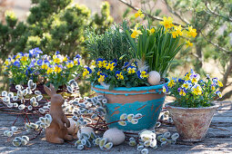 Daffodils (Narcissus), rosemary (Rosmarinus officinalis), horned violets (Viola cornuta), in pot, pussy willow catkins (Salix caprea) and Easter decoration