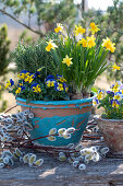 Daffodils (Narcissus), rosemary (Rosmarinus officinalis), horned violet, (Viola cornuta), in a pot and catkin willow