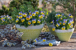 Horned violet (Viola cornuta), pussy willow catkins (Salix caprea) and oregano in a pot