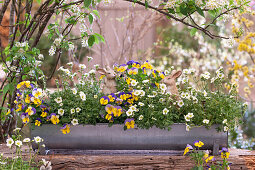 Horned violet (Viola cornuta) and mossy saxifrage (Saxifraga arendsii) in window box with Easter bunny