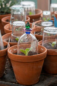 Artichoke seedlings (Cynara scolymus) - seedlings in a pot