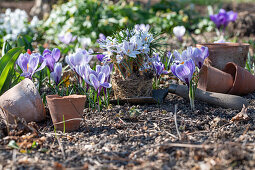 Vorgetriebene Krokus ins Beet pflanzen (crocus)