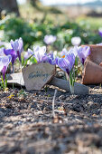 Lila Krokusbeet mit Schild im Garten (crocus)