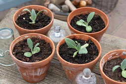 Artichoke, seedlings in pots