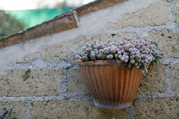 Kaktus im Topf an alter Natursteinmauer, Fermo, in den Marken, Adria, Italien