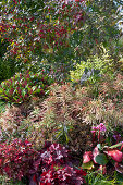 Cushion spurge (Euphorbia polychroma), Skimmia, common spindle (Euonymus eurpaeus) in autumn