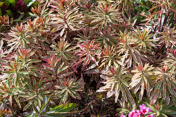 Cushion spurge (Euphorbia polychroma), perennial in the garden