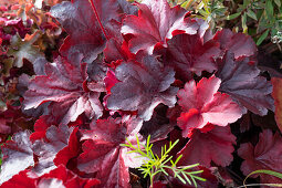 Purple bellflower (Heuchera) with red leaves in the garden