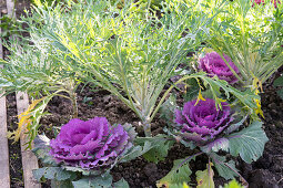 Zierkohl und Kohlrabi im Beet