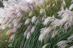 Chinese Silver Grass in late summer (Miscanthus sinsensis)