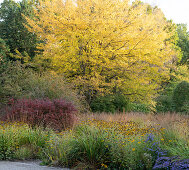 Blühende Rudbeckien (Rudbeckia), Japanischer Schneeball (Viburnum plicatum) und Laubbäume im Herbst