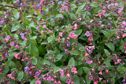 Lungwort (Pulmonaria officinalis), flowering