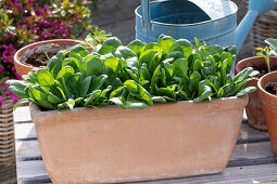 Spinach (Spinacia oleracea), vegetable spinach in pot