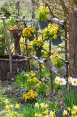 Narzissen (Narcissus), Traubenhyazinthe (Muscari), Goldlack (Erysimum), Primeln im Garten