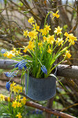 Daffodils (Narcissus) and grape hyacinth (Muscari) in a pot
