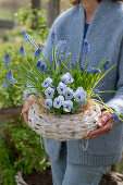 Grape hyacinth (Muscari), horned violet (Viola cornuta), forget-me-not (Myosotis) in flower basket