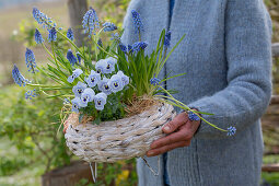 Grape hyacinth (Muscari), horned violet (Viola cornuta), forget-me-not (Myosotis) in flower basket