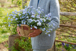 Grape hyacinth (Muscari), horned violet (Viola cornuta), forget-me-not (Myosotis) in flower basket