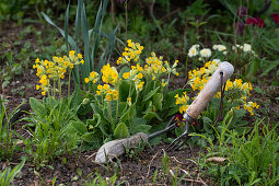 Primroses (Primula veris) in the garden