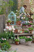 Lilienblütige Tulpe (Tulipa), Petersilie, Gänseblümchen, (Bellis), Honveilchen, Schneeball (Viburnum Carlesii), Aussaat, Rosmarin, Tomate, Fenchel in Töpfen