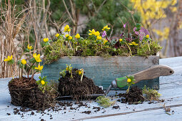 Winter roses (Eranthis hyemalis), cyclamen (Cyclamen coum) planted in wooden box