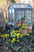 Winter roses (Eranthis hyemalis), snowdrops (Galanthus nivalis) in the garden and mini-greenhouse