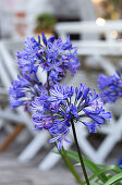 African Jewel Lily(Agapanthus africanus) 'Margaret'