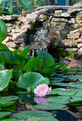 Teich mit rosafarbener Seerose 'Hollandia'