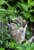 Hollow wooden stump between plants