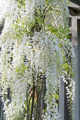 Chinese wisteria, (Wisteria sinensis, Wisteria)