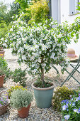 Blühender Enzianstrauch (Solanum rantonnetii) im Topf