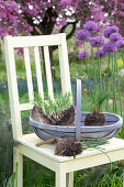 Chives with soil ball for planting on garden chair