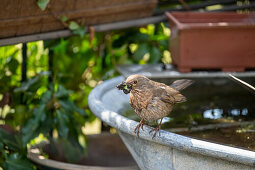 Young blackbird at the bird bath