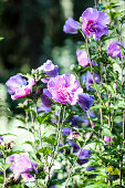 Hibiscus flowers in the garden