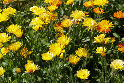 Marigolds in a garden