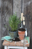 Potted Rosemary Plant with Clay Pots, Soil and Gardening Tools