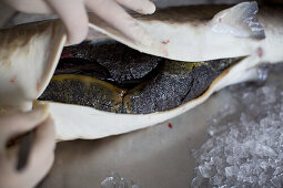 Caviar harvesting - removing the gonads