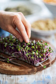 Sprouts grown on damp kitchen paper