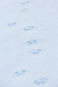 Tierspuren im Schnee, verschneite Berglandschaft, Pyrenäen, Frankreich