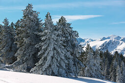 Verschneite Bäume, Plateau de Beille, bei Les Cabannes, Département Ariège, Pyrenäen, Okzitanien, Frankreich